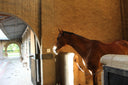 Keeping Your Horse Happy During Stall Rest with a Soft Tissue Injury