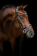 5 Reasons Your Horse’s Tendons Might Be Under More Stress Than You Realize