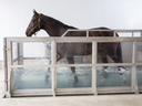 Aqua Treadmill and Hydrotherapy for Horse Tendon and Ligament Rehabilitation: What the Evidence Shows