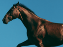 Building a Soft Tissue Rehabilitation Plan for Your Horse: What the Process Actually Looks Like