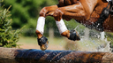 Can a Horse Fully Recover From a Tendon or Ligament Injury?