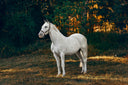 Do Hormones Affect Soft Tissue Health in Mares? What Owners and Trainers Should Know
