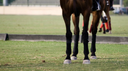 Polo Wraps and Boots: Do They Help or Hurt Your Horse's Legs?