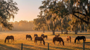 Does Turnout Help or Hurt a Horse With a Tendon or Ligament Injury?