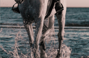 Hydrotherapy for Equine Soft Tissue Injuries: Cooling, Healing, and Recovery