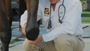 Flexion Tests in Horses: Understanding Their Role and Limitations