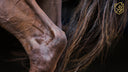 Hock Health and Hind Limb Soft Tissue: How They Work Together