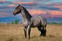 How a Horse's Body Weight and Condition Score Affect Tendon and Ligament Stress