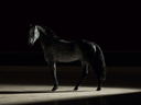 How a Horse's Conformation Influences Tendon and Ligament Injury Risk