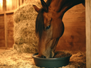 How Diet Affects Tendon and Ligament Health in Horses