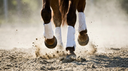 How Arena and Field Footing Affects Tendon and Ligament Stress in Horses