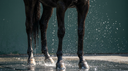 Soft Tissue Health in Horses During Hot Weather: What Heat Does to Tendons and Ligaments