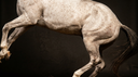 How Long Does a Suspensory Injury Take to Heal in Horses?
