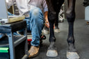 How to Read Your Horse's Ultrasound Report