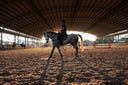 Is It Normal For My Horse to Feel Different After a Soft Tissue Injury?