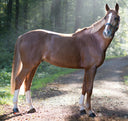 Is Your Horse at Risk? 5 Overlooked Causes of Soft Tissue Injury