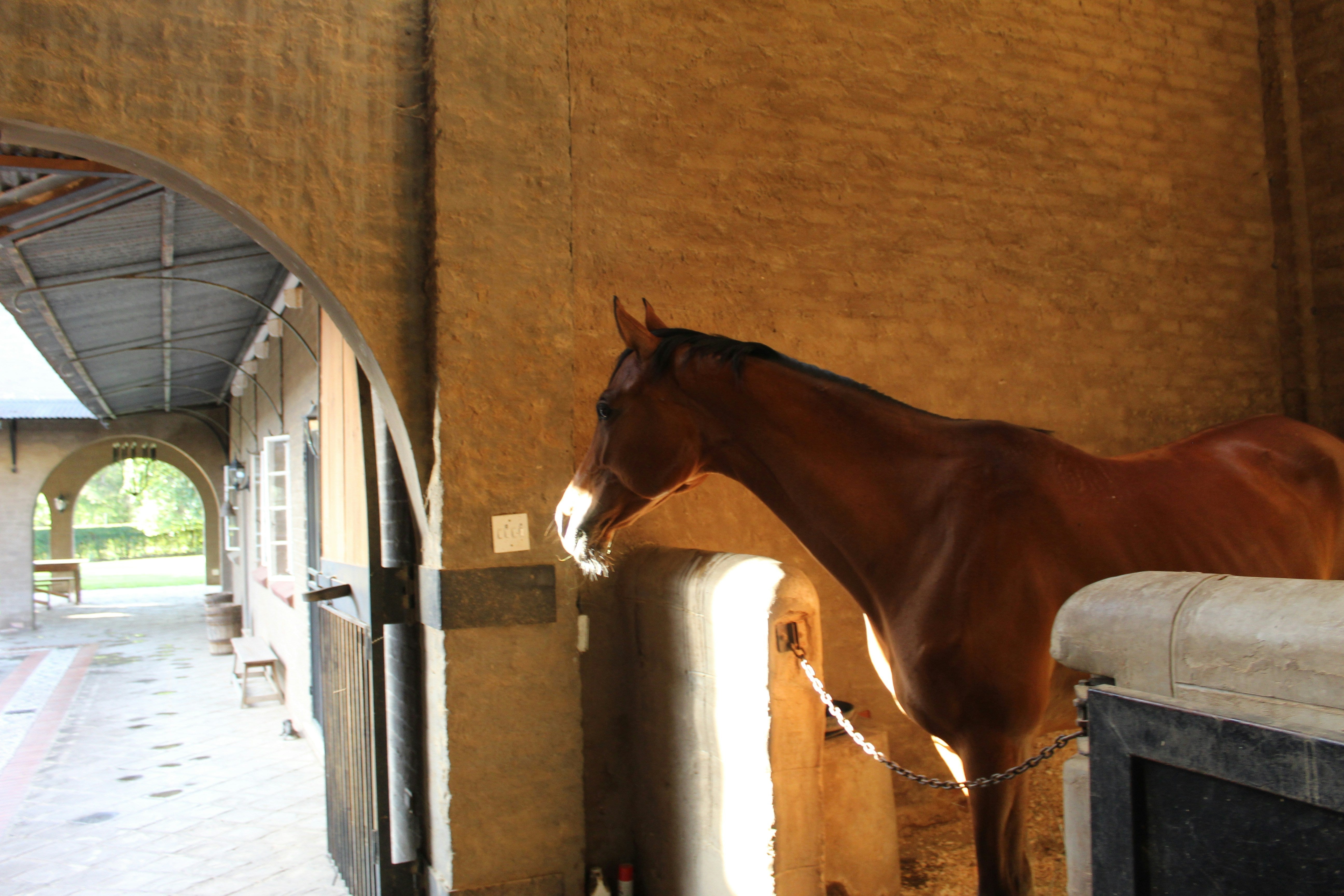 Keeping Horses Happy on Stall Rest During Soft Tissue Injury Recovery ...