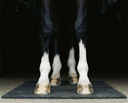 Managing a Second Tendon or Ligament Injury in Your Horse