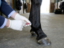 PRP, Stem Cells, and Shockwave: What Regenerative Therapies Actually Do for Horse Tendon and Ligament Injuries