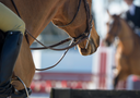 Prepping for Indoors: Keeping Your Horse Feeling Their Best Before Finals