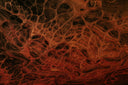 Healing Beyond Scar Tissue: Why Nutritional Support Matters in Soft Tissue Recovery