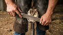 Shod vs. Barefoot: How Hoof Choices Change Soft Tissue Demand in Performance Horses