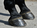 Soft Tissue Injuries Inside the Hoof Wall: What Makes Them So Difficult to Manage
