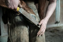 Protecting the Foundation: Soft Tissue Injuries in the Hoof