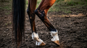 Soft Tissue Warning Signs in Horses: When Heat, Swelling, or Lameness Needs Attention
