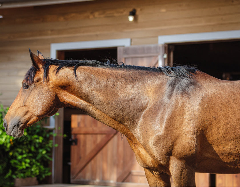 Subtle Front Supraspinatus Strain in Horses: An Overlooked Cause of Front-End ...