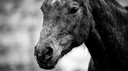 Tendon and Ligament Injuries in Older Horses: What Changes With Age