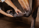 The Deep Digital Flexor Tendon: What Every Rider Needs to Know