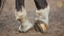 The Equine Digital Flexor Tendons