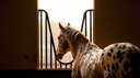 What Stall Rest Actually Does for Equine Tendon Injuries (And What It Doesn't)