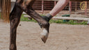 The Suspensory Ligament: Why It's Critical and How to Support Recovery