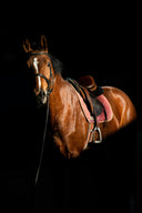 Understanding Equine Bicep Tendon Injuries