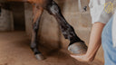 Understanding Equine Soft Tissue Injuries and How to Manage Them