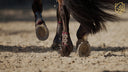 Understanding Equine Tendons and How Tendonall Supports Their Health