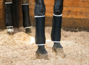 Traumatic Soft Tissue Injuries in Horses: What Owners Need to Know