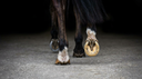 What Is Desmitis in Horses? Understanding Ligament Inflammation and What It Means for Your Horse