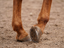 What Is Tendinitis in Horses? A Plain-Language Guide for Owners