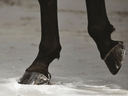 Navicular or Not Navicular: How DDFT Injuries Are Misdiagnosed