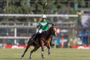 Why Polo Is One of the Toughest Sports on Equine Soft Tissue