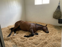 Why Rest Between Rides Matters as Much as the Work Itself for Horse Soft Tissue Health