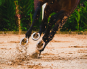 Why “Sound” Horses Break Down: Understanding Cumulative Load in Soft Tissue