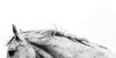 Why “Sound” Horses Break Down: Understanding Cumulative Load in Soft Tissue