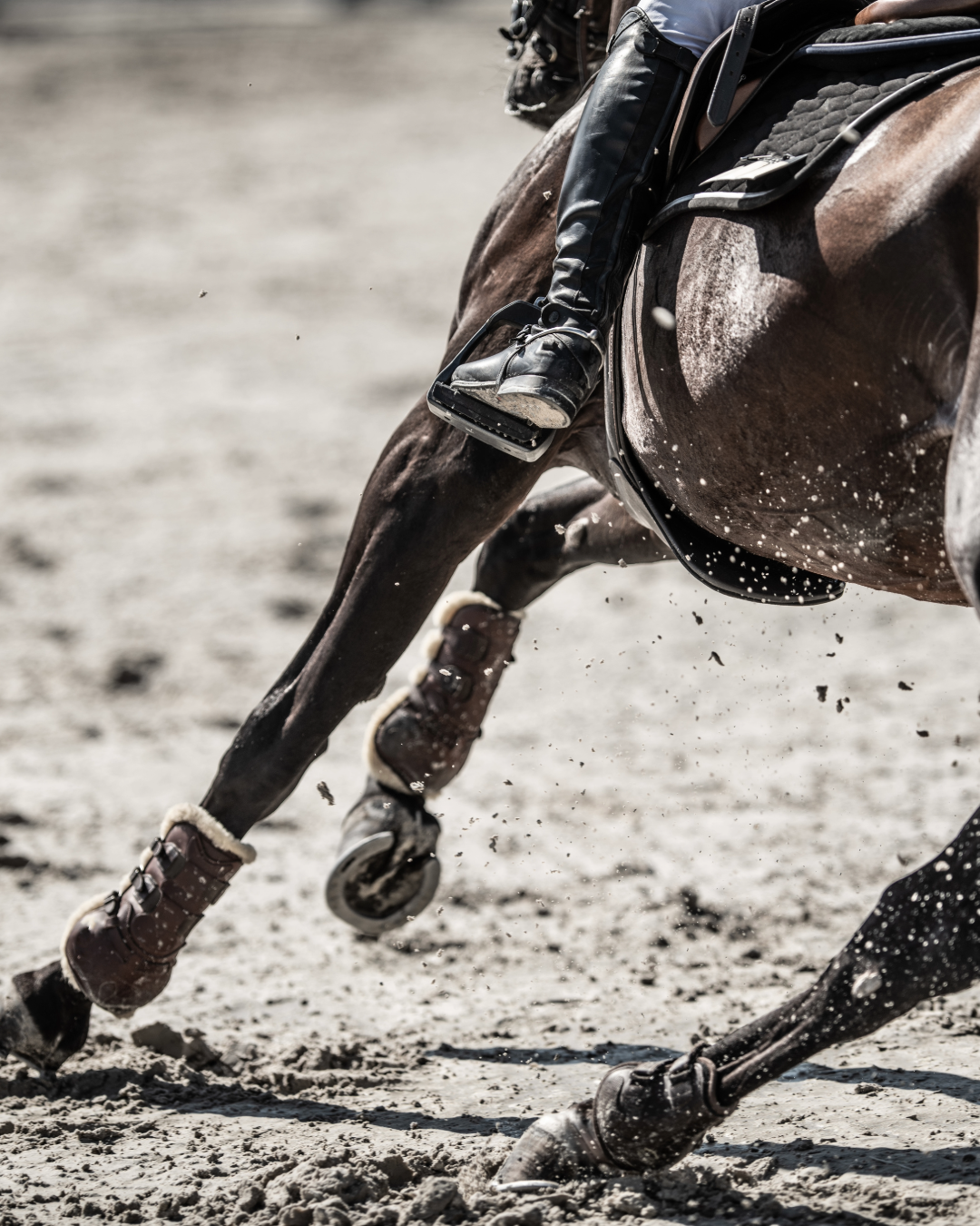 Suspensory Injuries in Horses: Why They’re So Serious – Tendonall Equine
