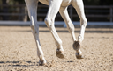 Why Warming Up Matters for Tendon and Ligament Health in Performance Horses
