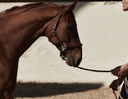 Reinjury: Why the Same Tendon Keeps Getting Hurt