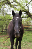 Aging and Soft Tissue Health: What Every Horse Owner Should Know